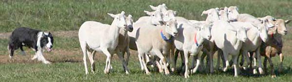 obrázek border kolie pase ovce